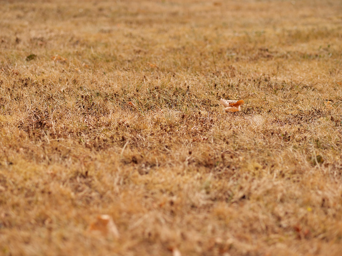 Drought-stressed, dormant lawn during a hot Dallas summer